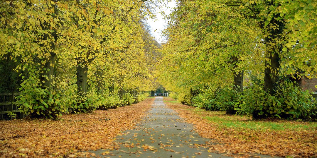 Autumn driveway with fallen leaves
